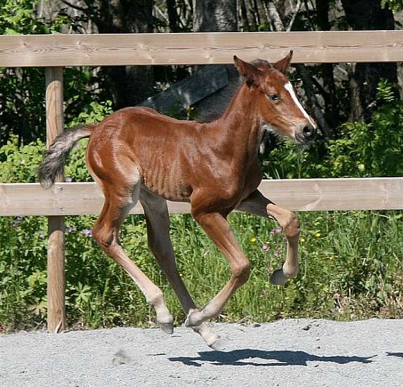 eiers_bilde_17 Galleribilde