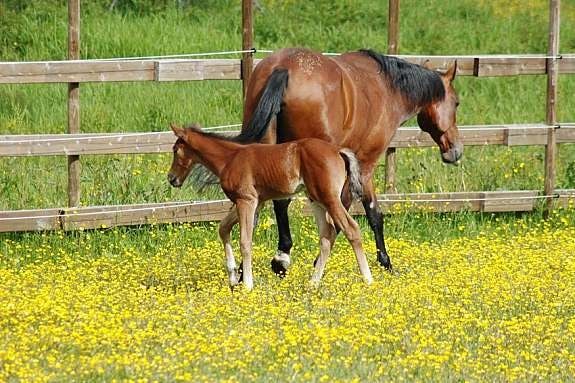 eiers_bilde_4 Galleribilde