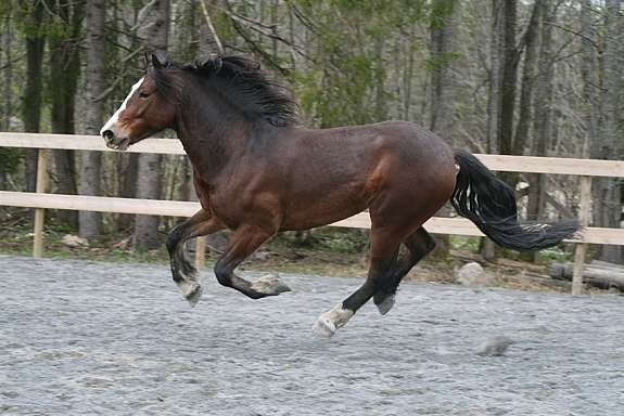 eiers_bilde_14 Galleribilde