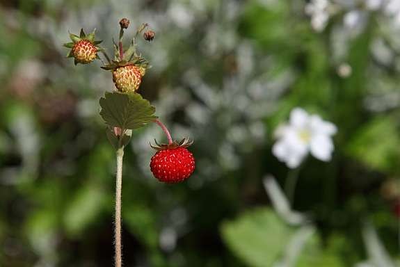 Markjordbær er en del av floraen på eiendommen Galleribilde