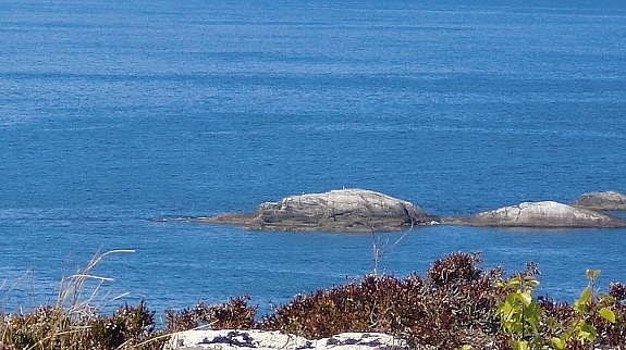 Alle bilder er tatt fra tomten! Galleribilde