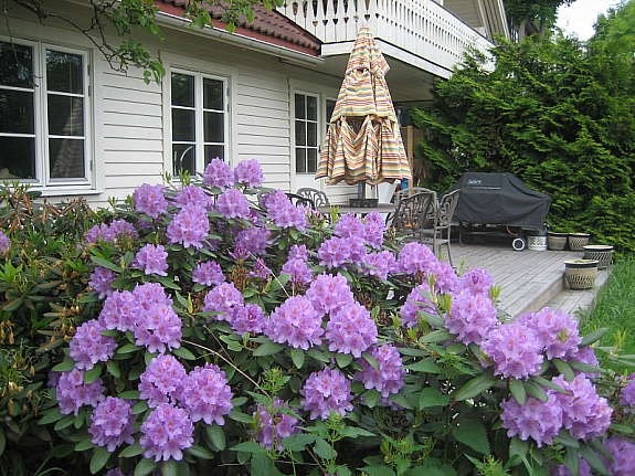 Rododendrom inntil terrasse Galleribilde