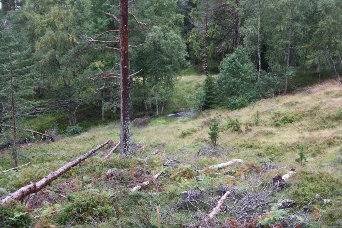Omlag 150 meter frå hytta til friskt vatn. Sjølveberga med ved. Galleribilde