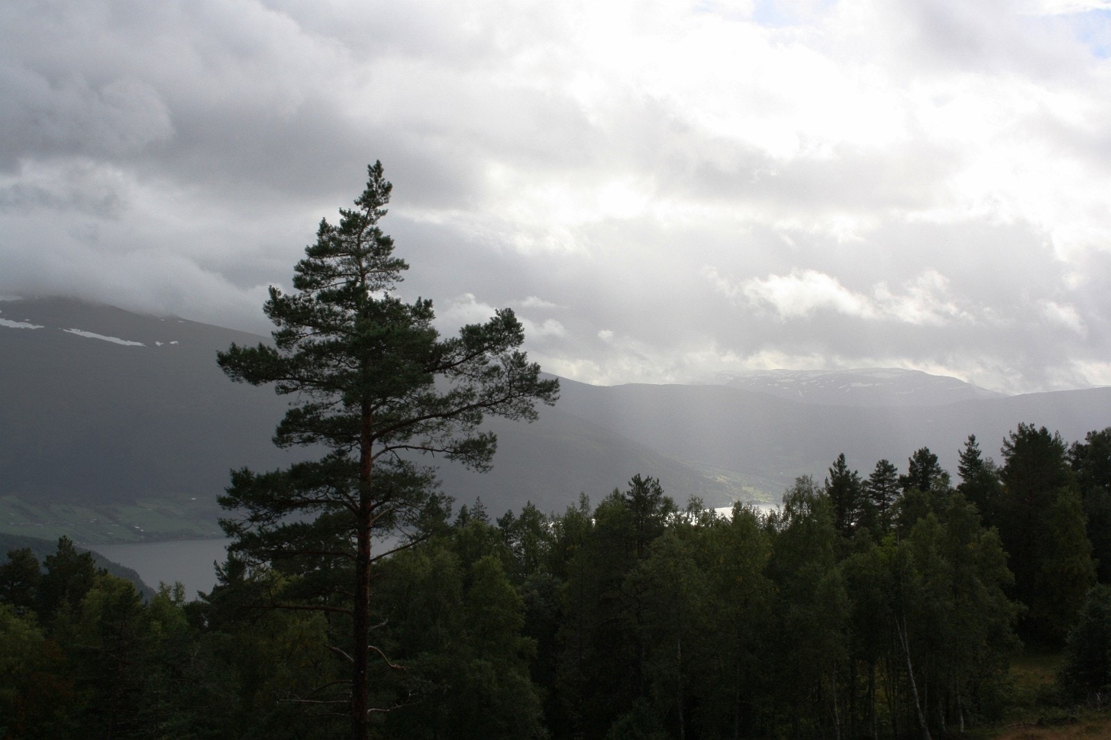 Utsikt frå terrassen mot Innvik og Utvik Galleribilde