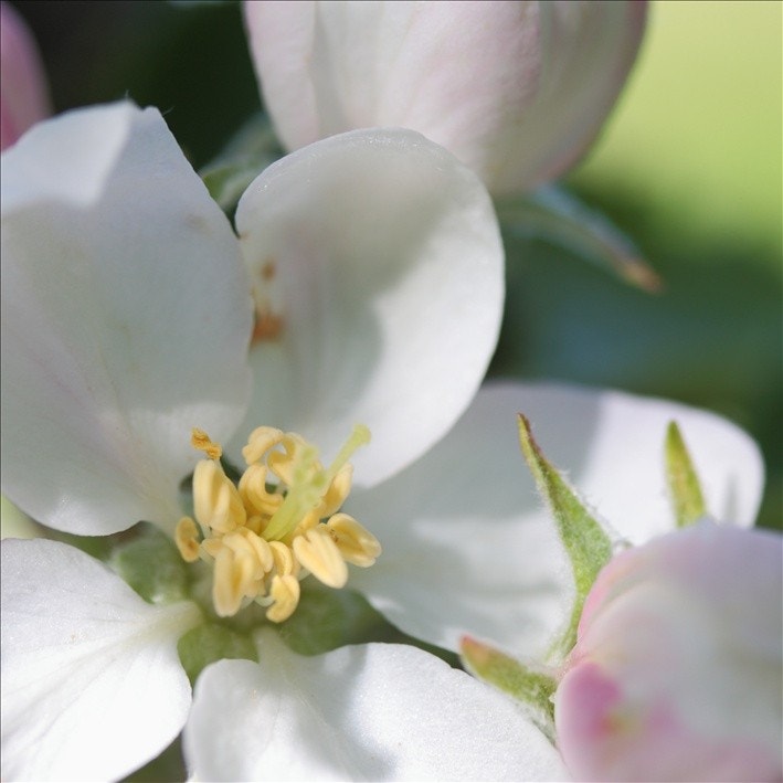 Epletre i haven Galleribilde