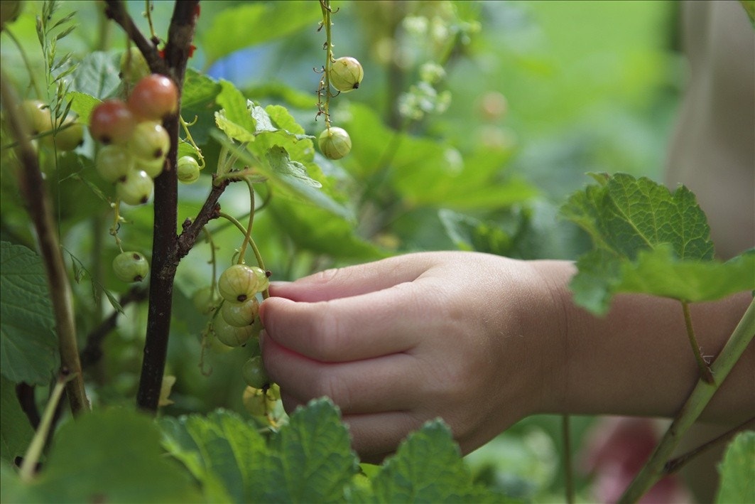 Rips i haven Galleribilde