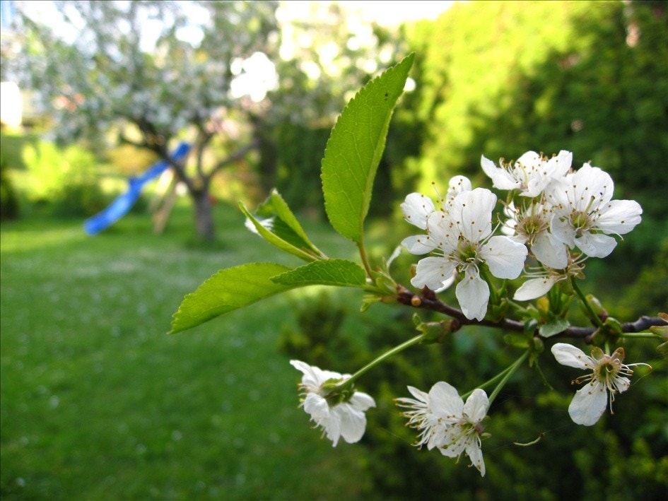 Moreller i haven Galleribilde