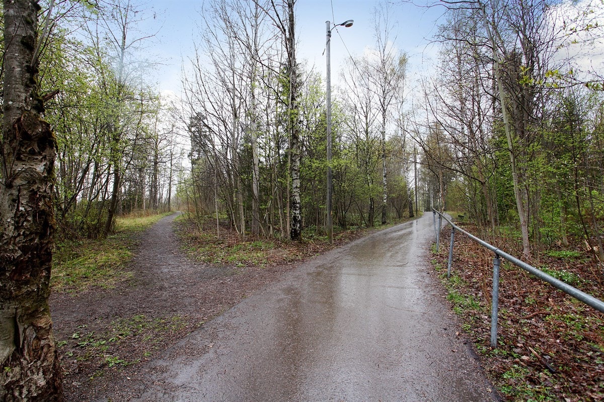 Skogen ved Setra Galleribilde