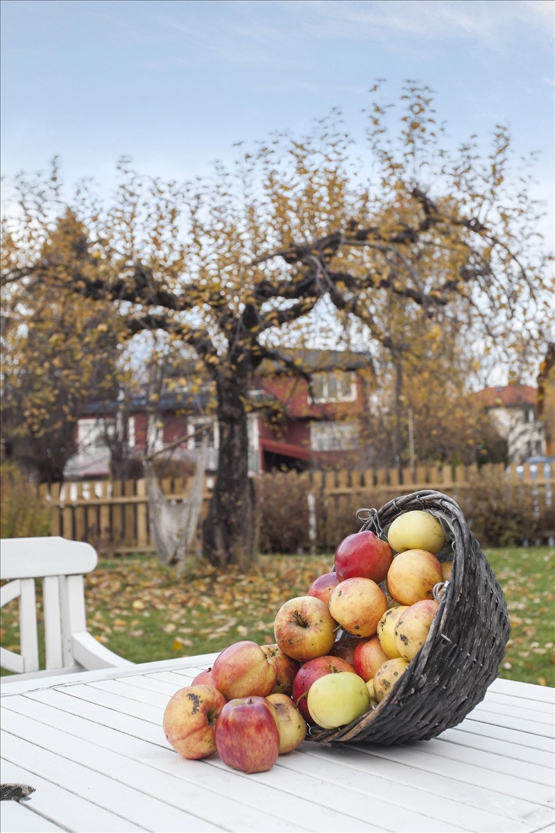 På tomten er det epletrær. i 2012 ble det plukket ca. 200 kg epler! Galleribilde