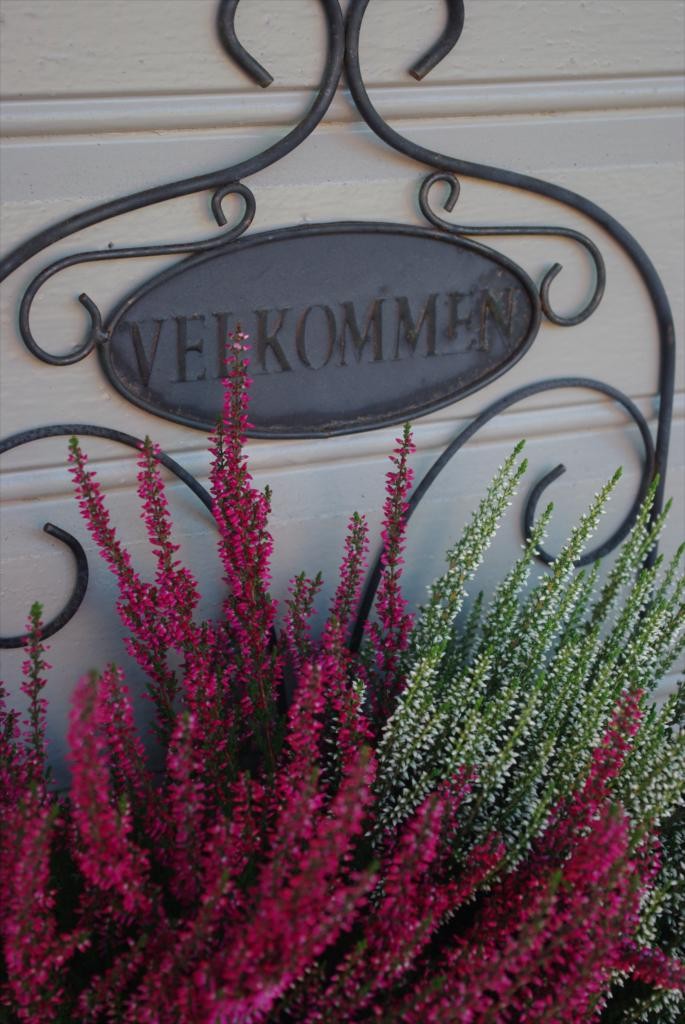 IMGP7049 Galleribilde