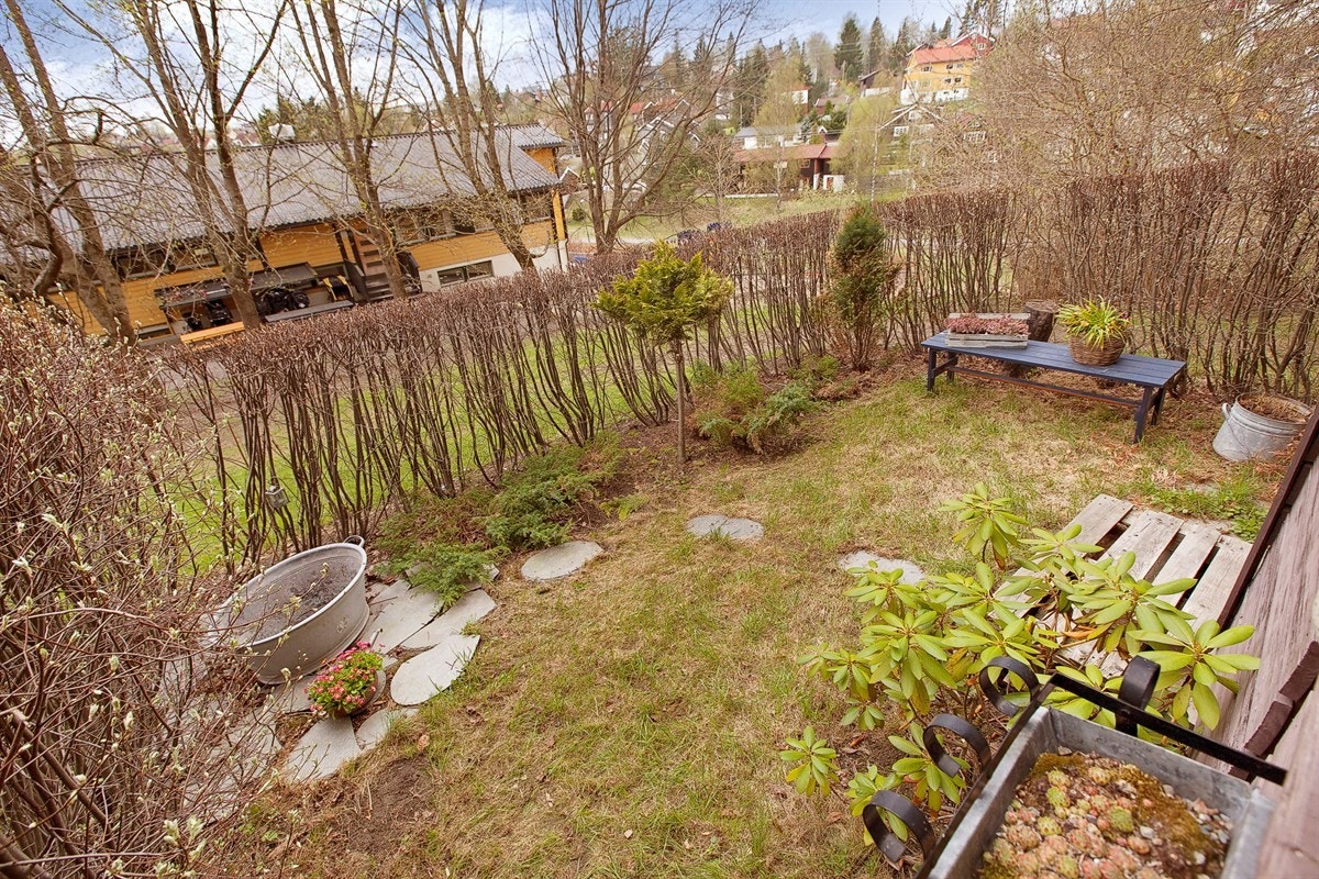 Egen hagedel Galleribilde