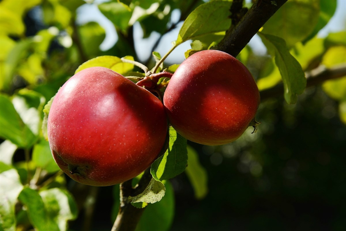 Spis deilige epler direkte fra hagen. Galleribilde