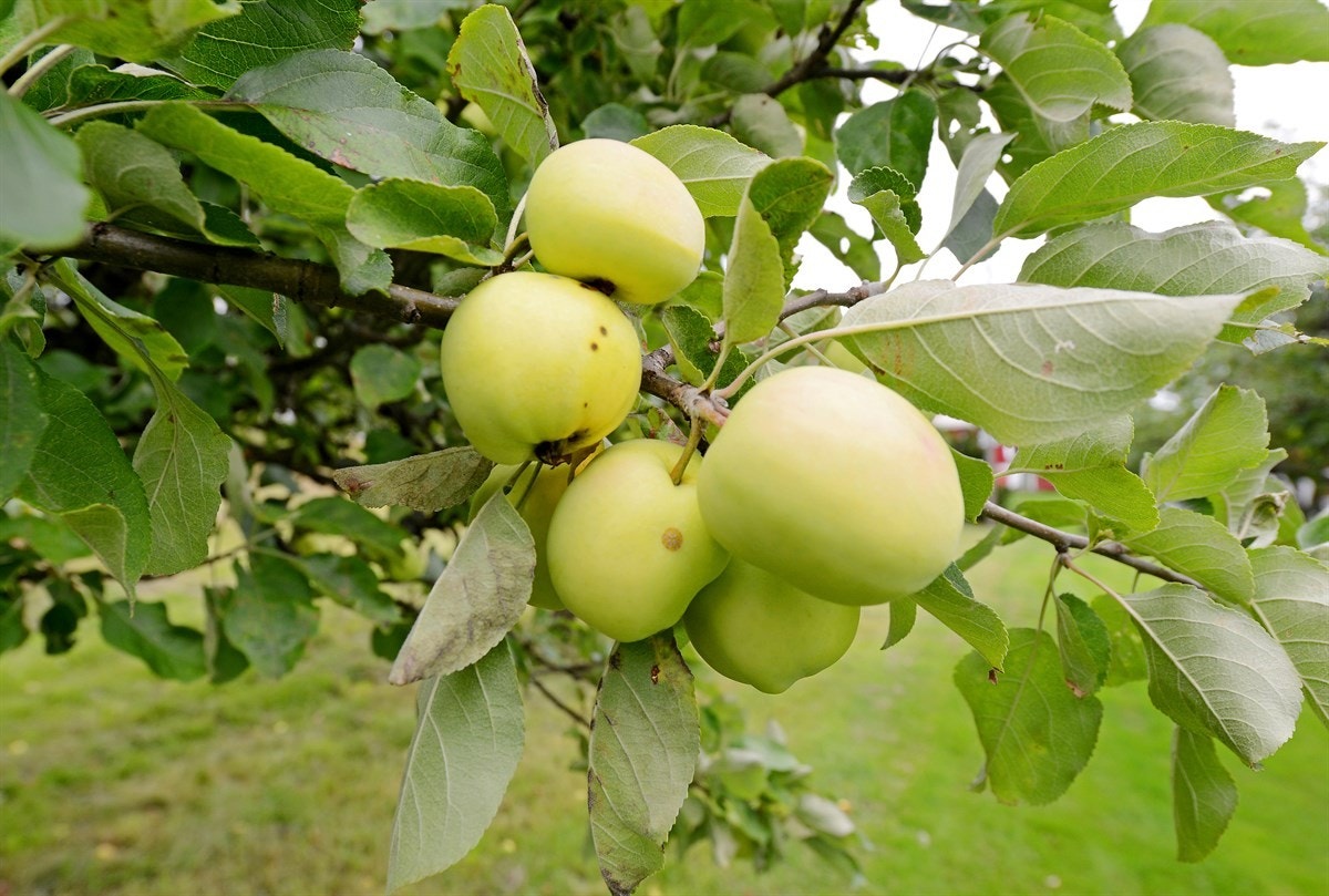 DSC_5429 Galleribilde
