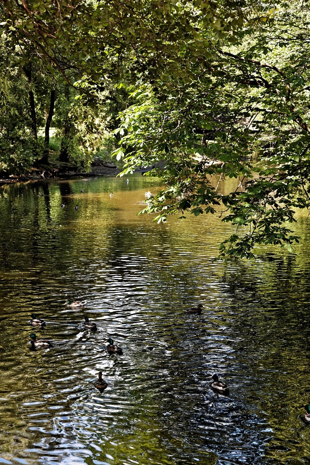 Fra Akerselvas bredde... Galleribilde