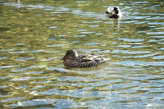 Lutvann Galleribilde