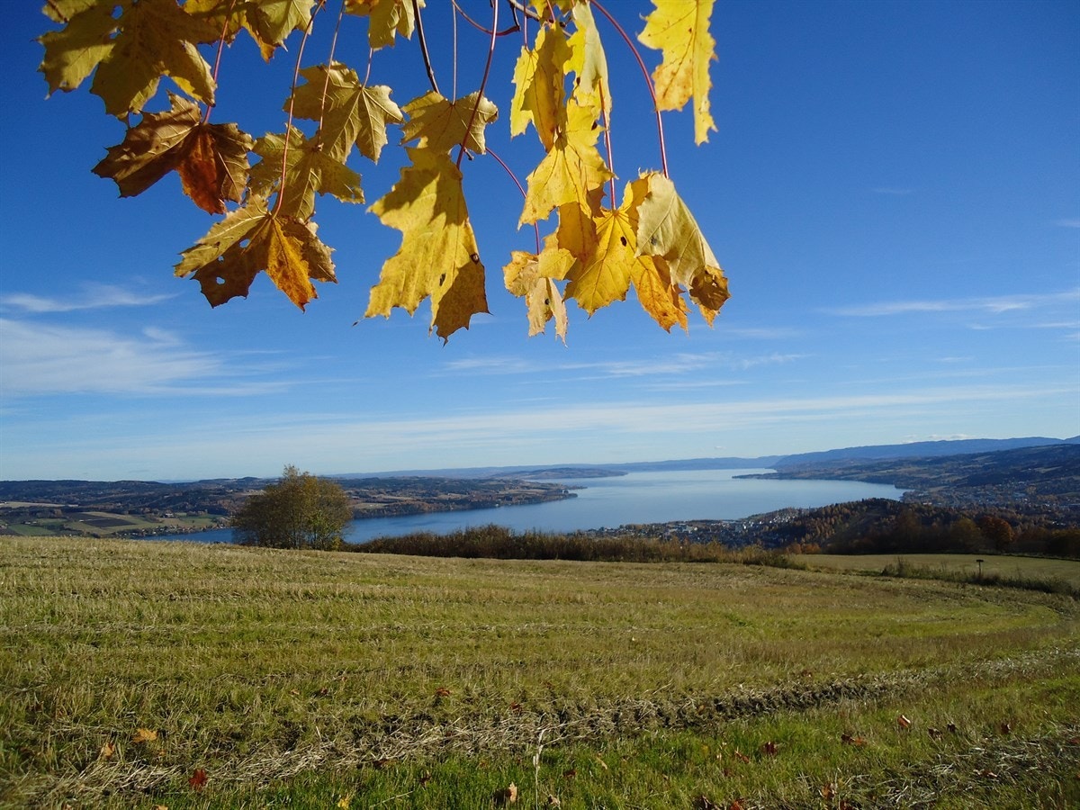 Mange flotte turmuligheter i nærområdet, her utsikt fra Bergstoppen hvor det er fine turløyper hele året. Galleribilde