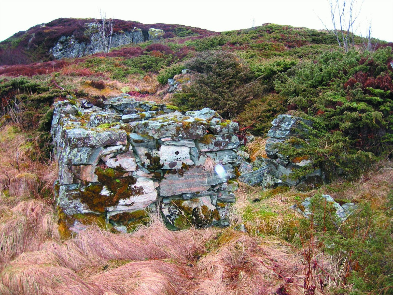 Gamle tufter Galleribilde