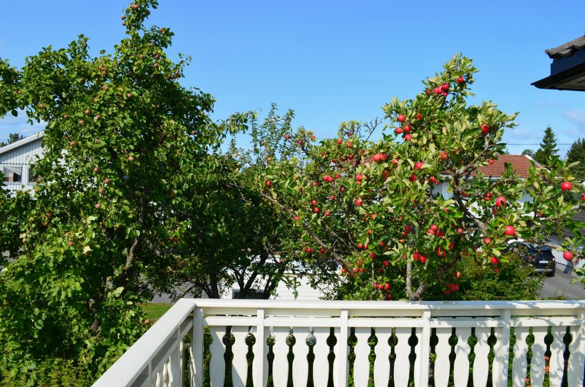 Det er bl.a. også frukttrær i hagen Galleribilde
