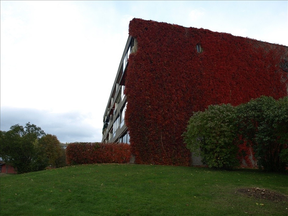 Høstbilde Galleribilde