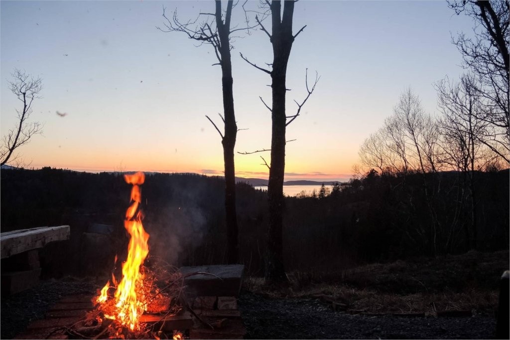 skogen-selgersbilder Galleribilde