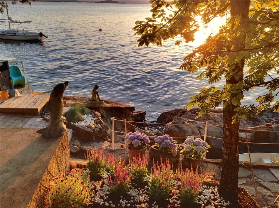 Salvie og lavendel i solnedgang. Galleribilde