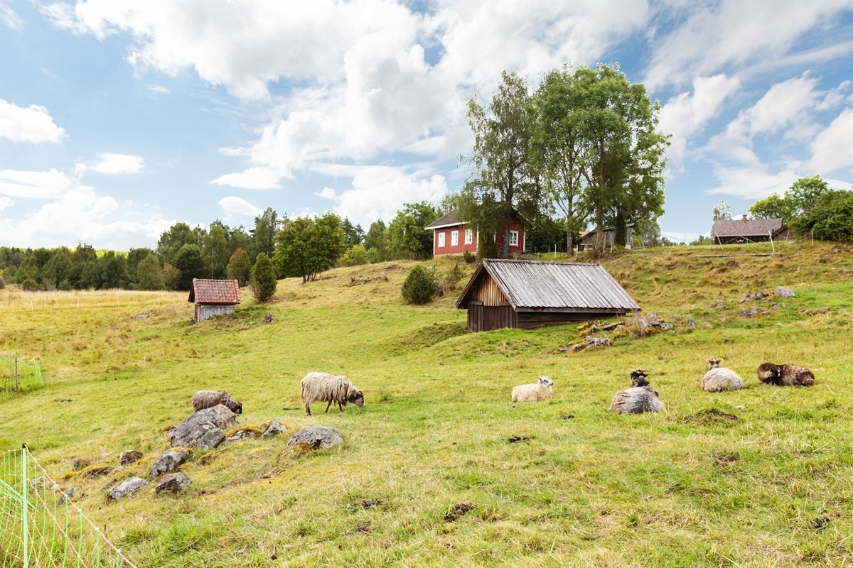 Beitende husdyr er en del av landskapet Galleribilde