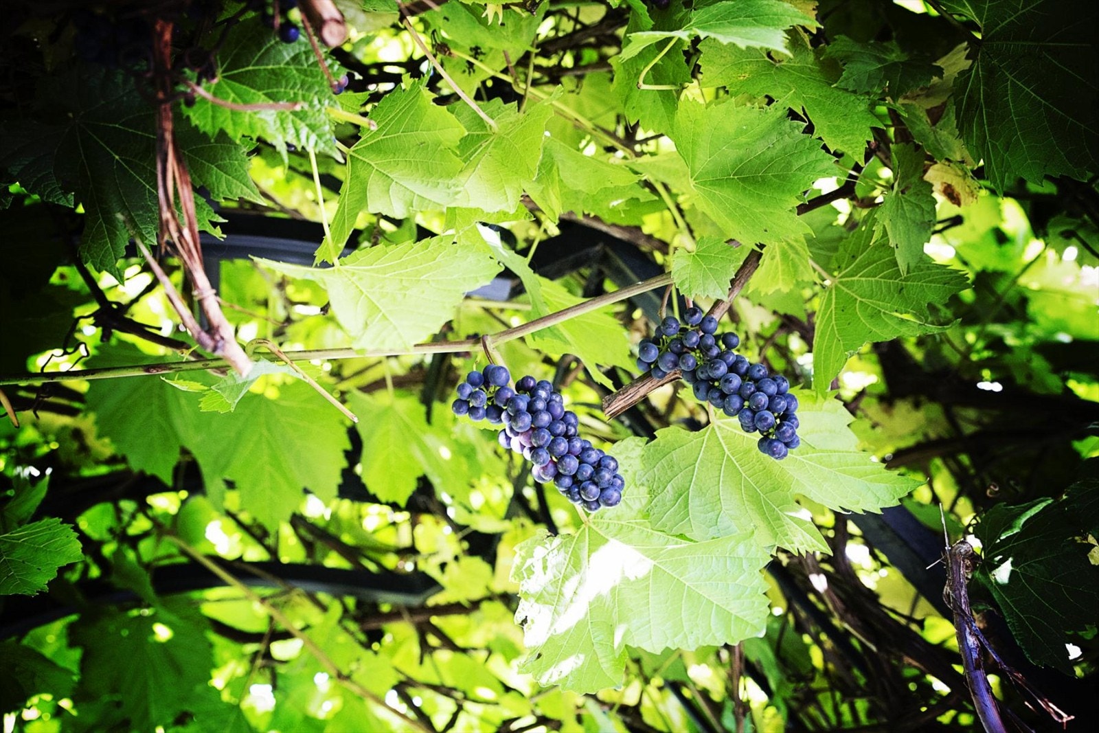 drueranke hage Galleribilde