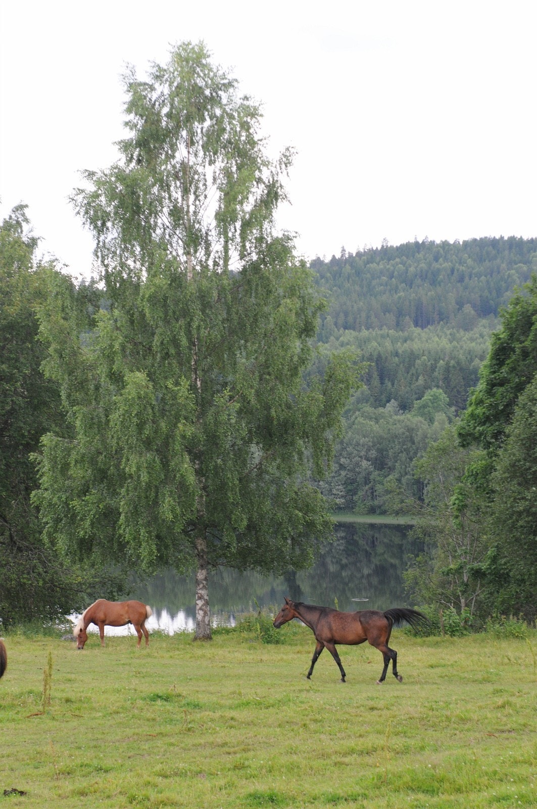 Utsikt fra tunet: Galleribilde