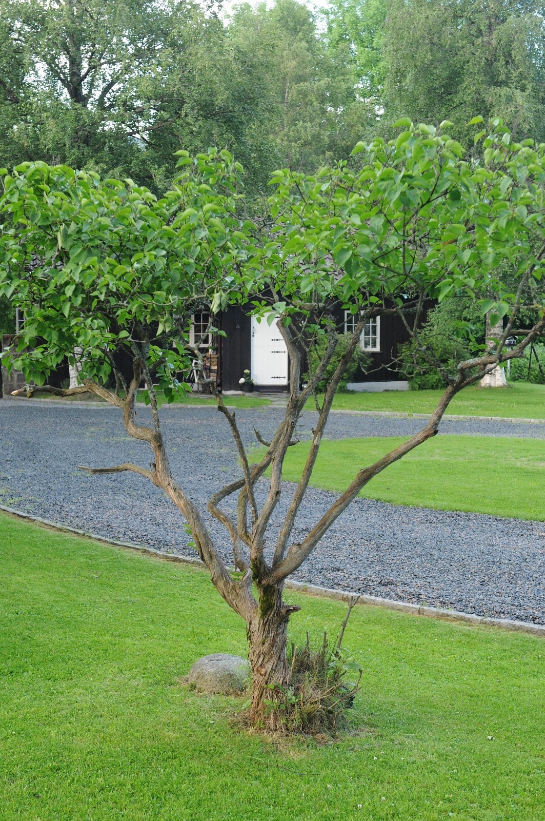 Mot tunet fra Eneboligen. Galleribilde