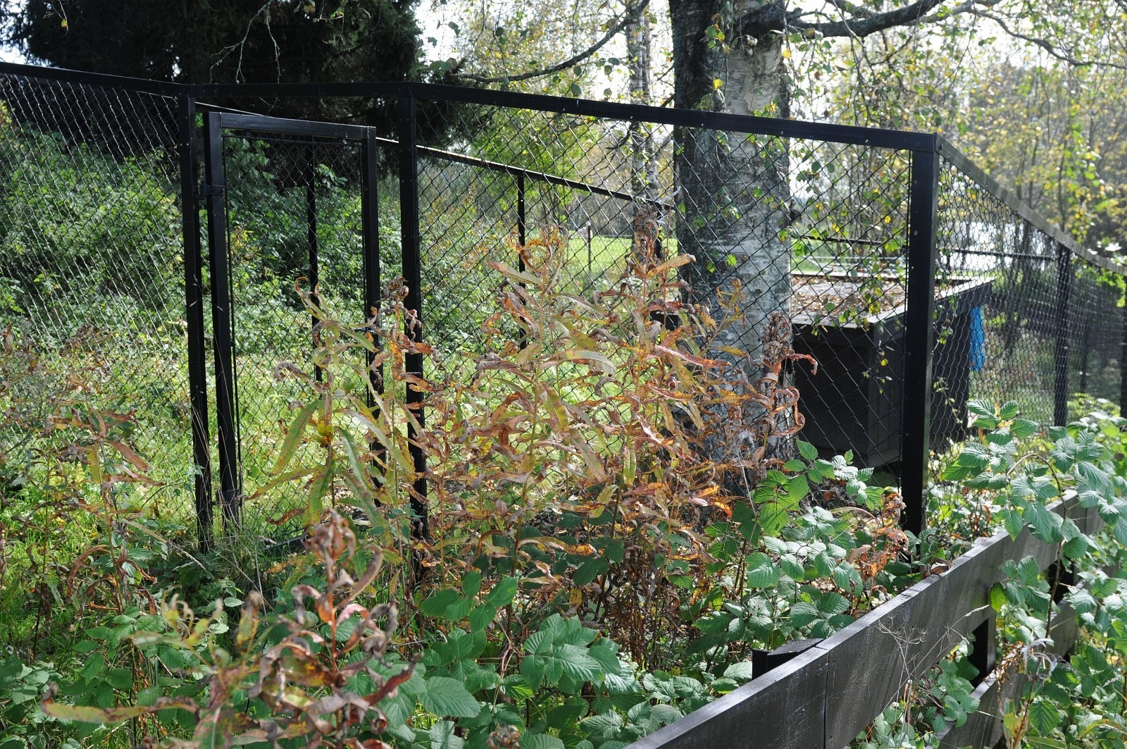 Hundegården er ledig hvis behov: Galleribilde