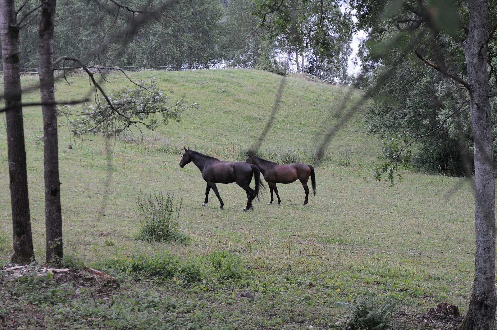 Hester beiter store deler av året rundt eiendommen: Galleribilde