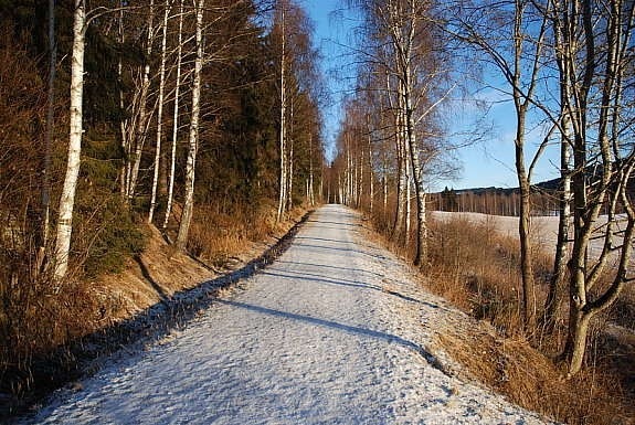 En av to bjerkeallèer anlagt av tidligere eier av eiendommen hvorav den ene fører opp til eiendommen, den andre ligger i tilknytning til jorde nedenfor. Galleribilde