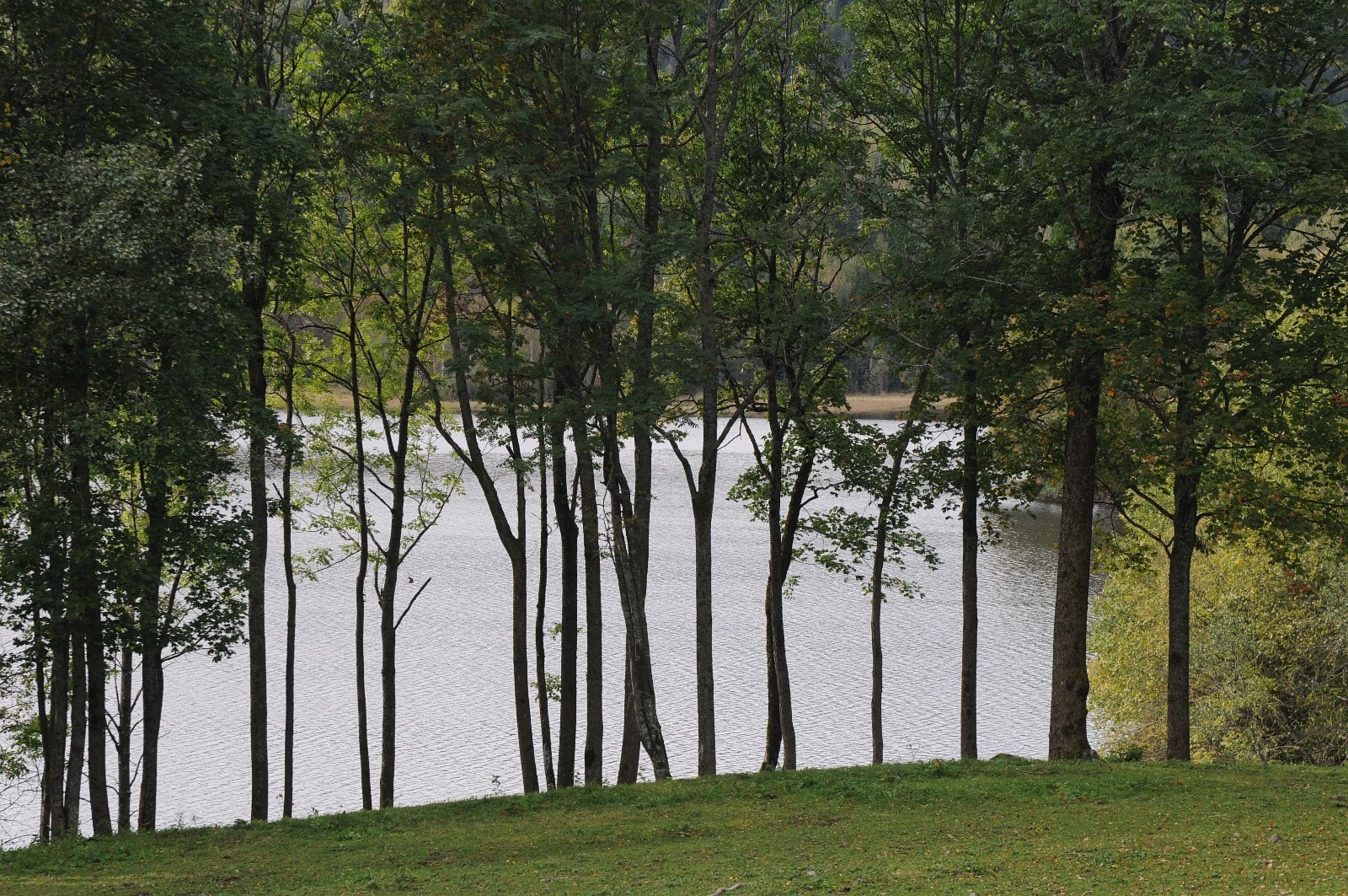 Trerekke mot Bogstadvannet på vei ned til badeplassen som hører til Søndre Tangen med badebrygge og plass for kajakk/kano/robåt. Galleribilde