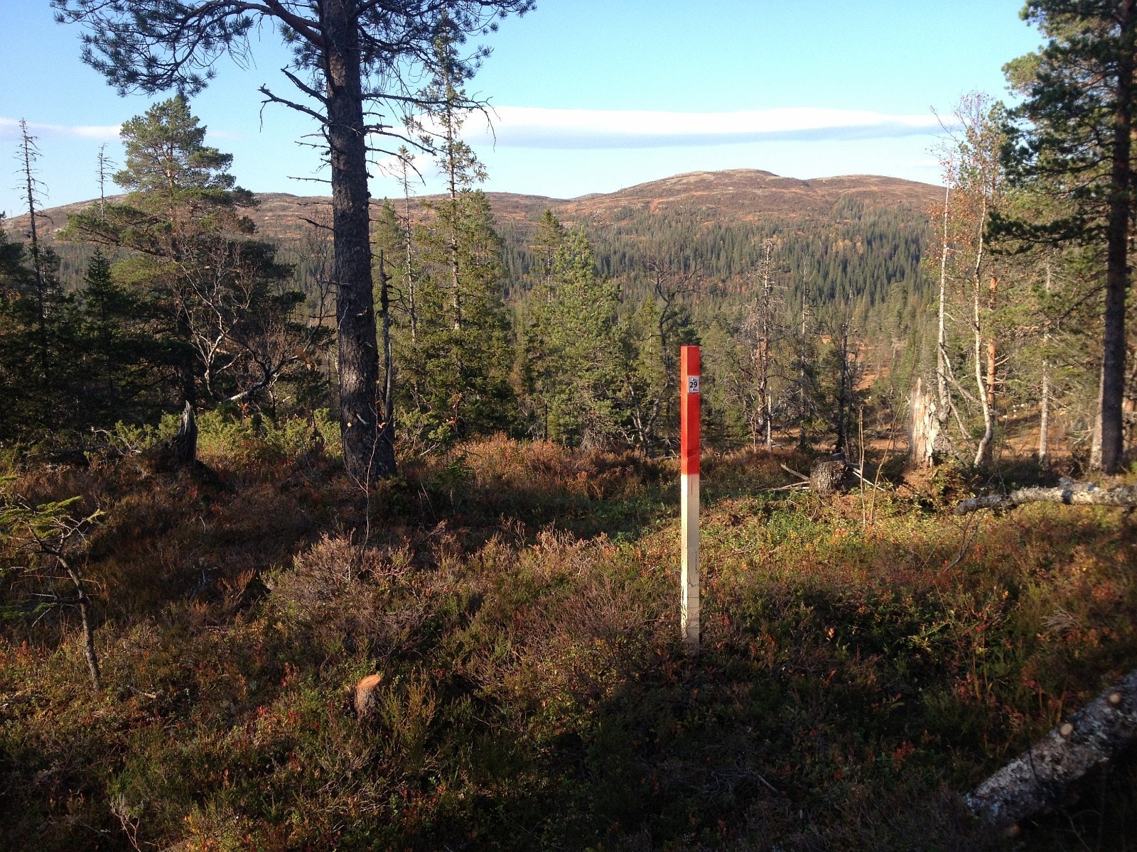 Utsikt fra tomt 29 mot nord Galleribilde