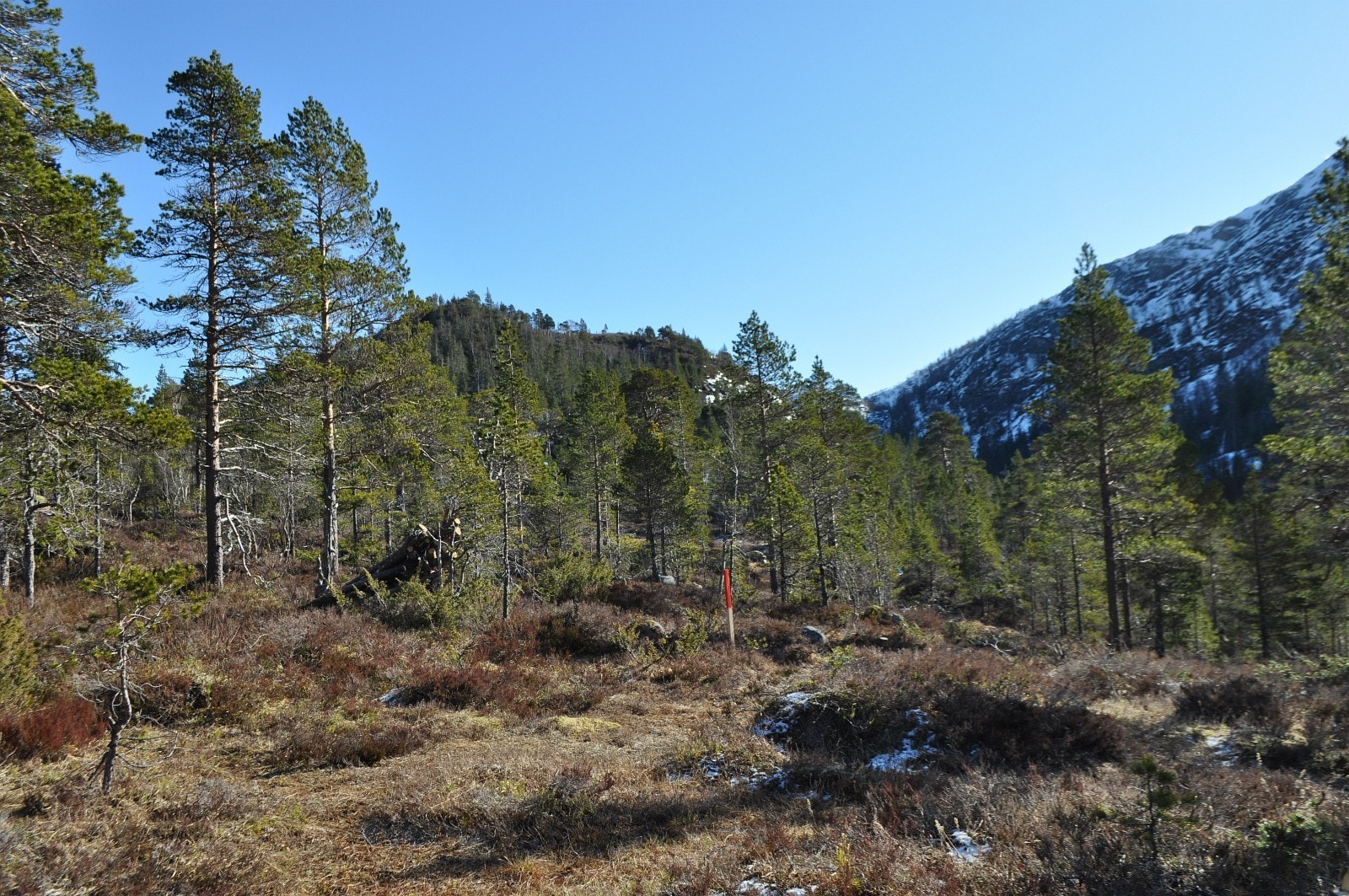 Her inn mot tomt 23. Alle tomtene som er tilgjengelige for salg i hytteområdet er merket og de fleste er ryddet slik at du ved egenvisning får et godt inntrykk av mulighetene dette kvalitetsområdet byr på Galleribilde