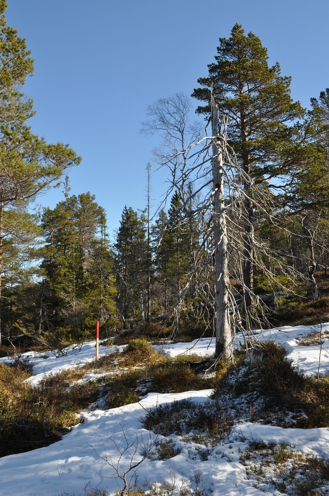 De fleste av tomtene i Vassdølin hytteområde ligger i flatt, lett skrånende eller lettere kupert terreng. Her fra tomt 27 Galleribilde