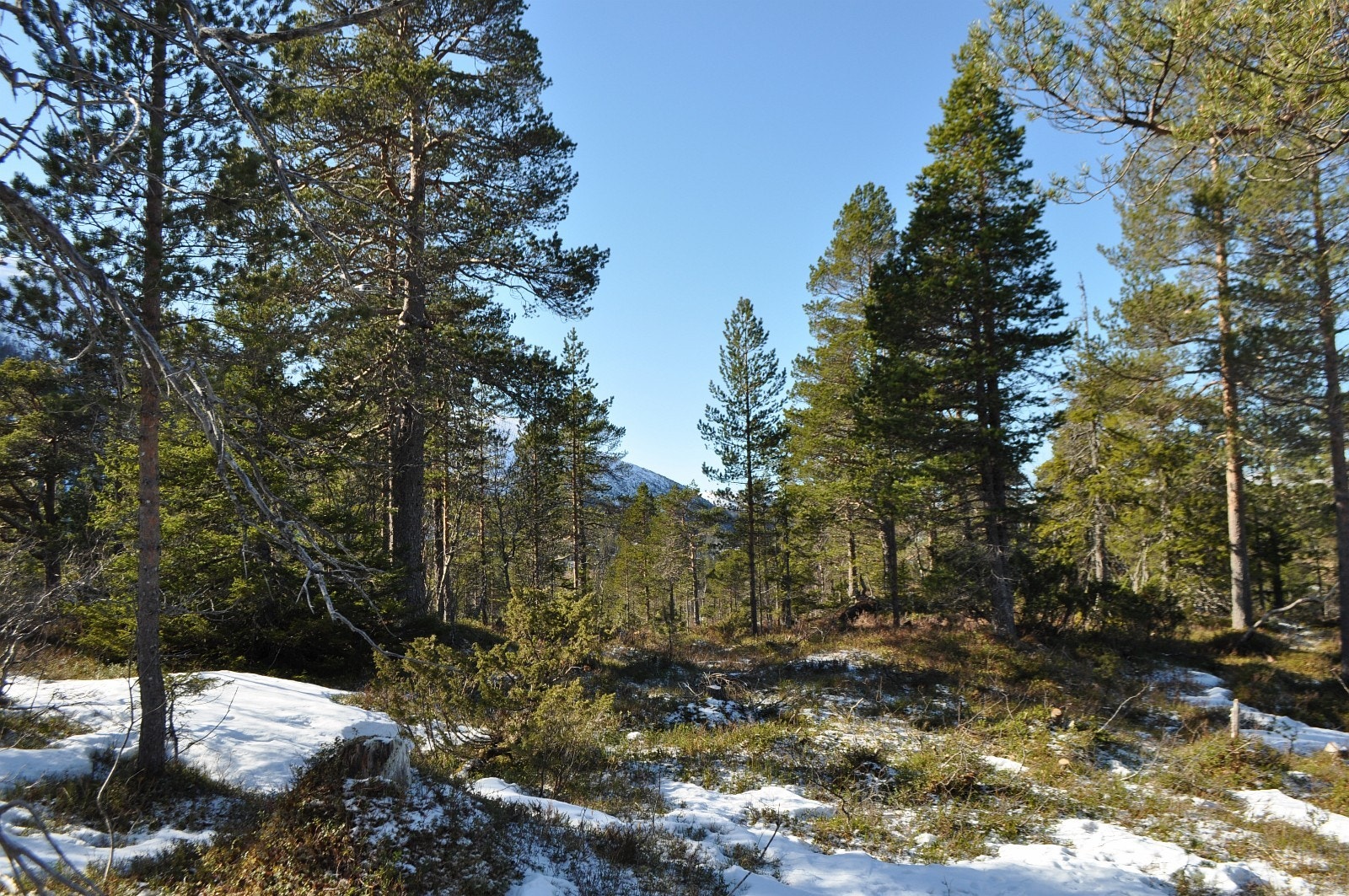 Utsikt mot sør-vest fra tomt 27 Galleribilde