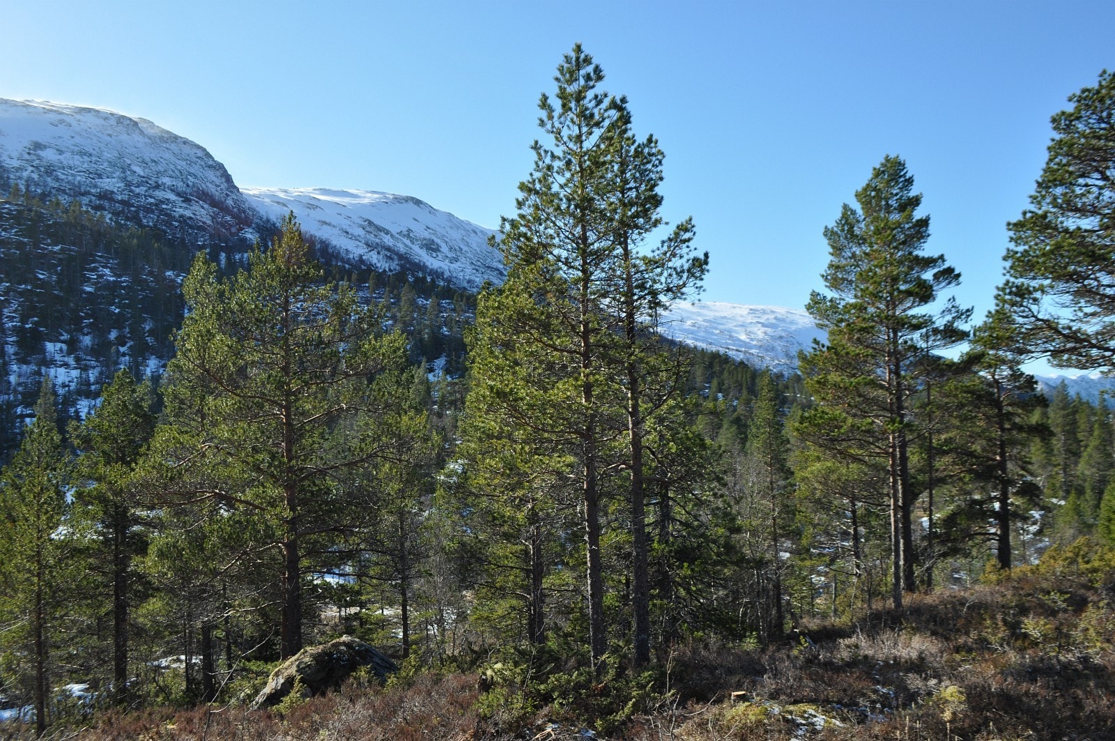 Utsikt mot sør, sør-vest fra tomt 23 Galleribilde