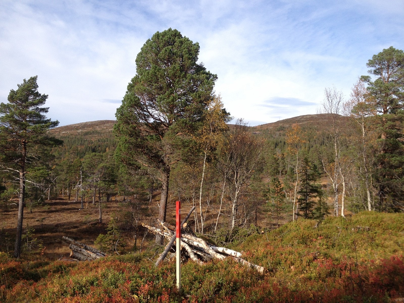 Utsikt mot nord fra tomt 20 Galleribilde