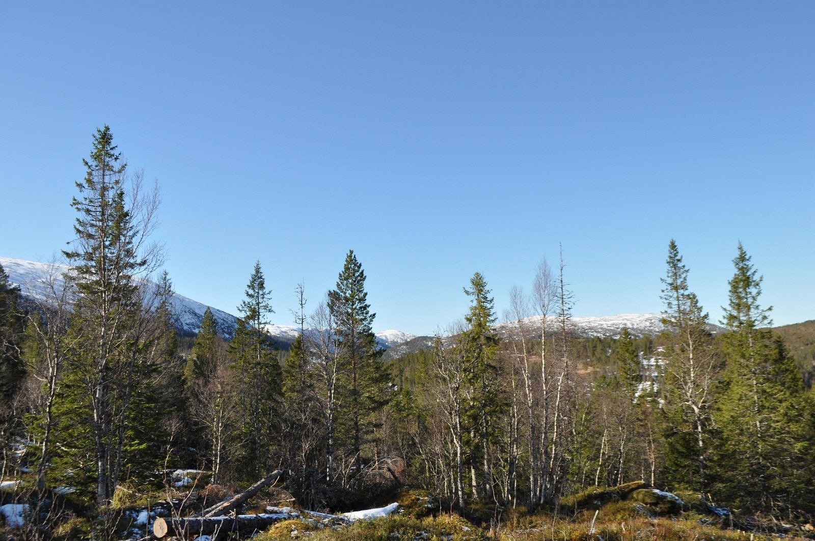 Fra tomt 26. Bildeutsnitt vridd til høyre iforhold til forrige bilde Galleribilde