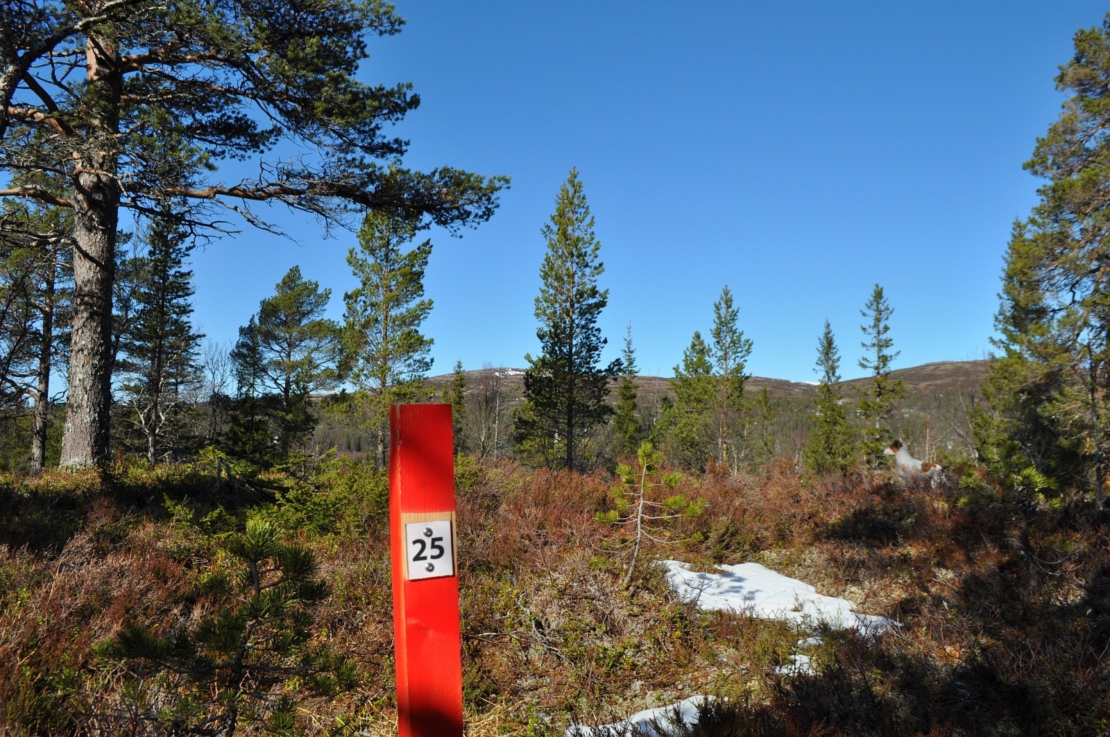 Tomt 25 Galleribilde