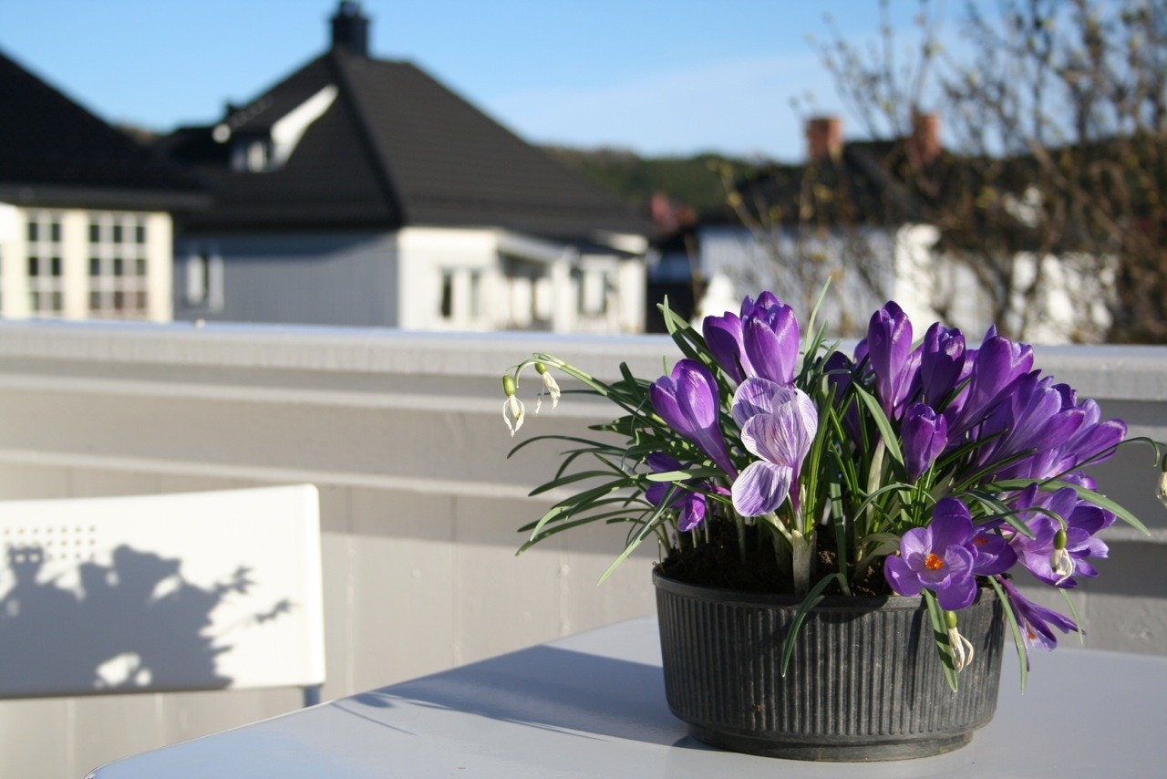 Velkommen til Bloms gate Galleribilde