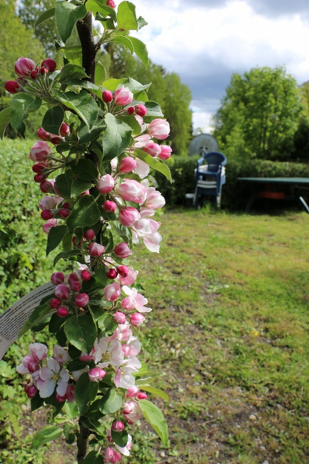 Frukttrær i hage Galleribilde