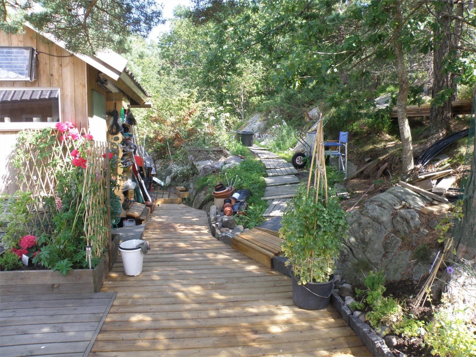 Koselig hagedel Galleribilde