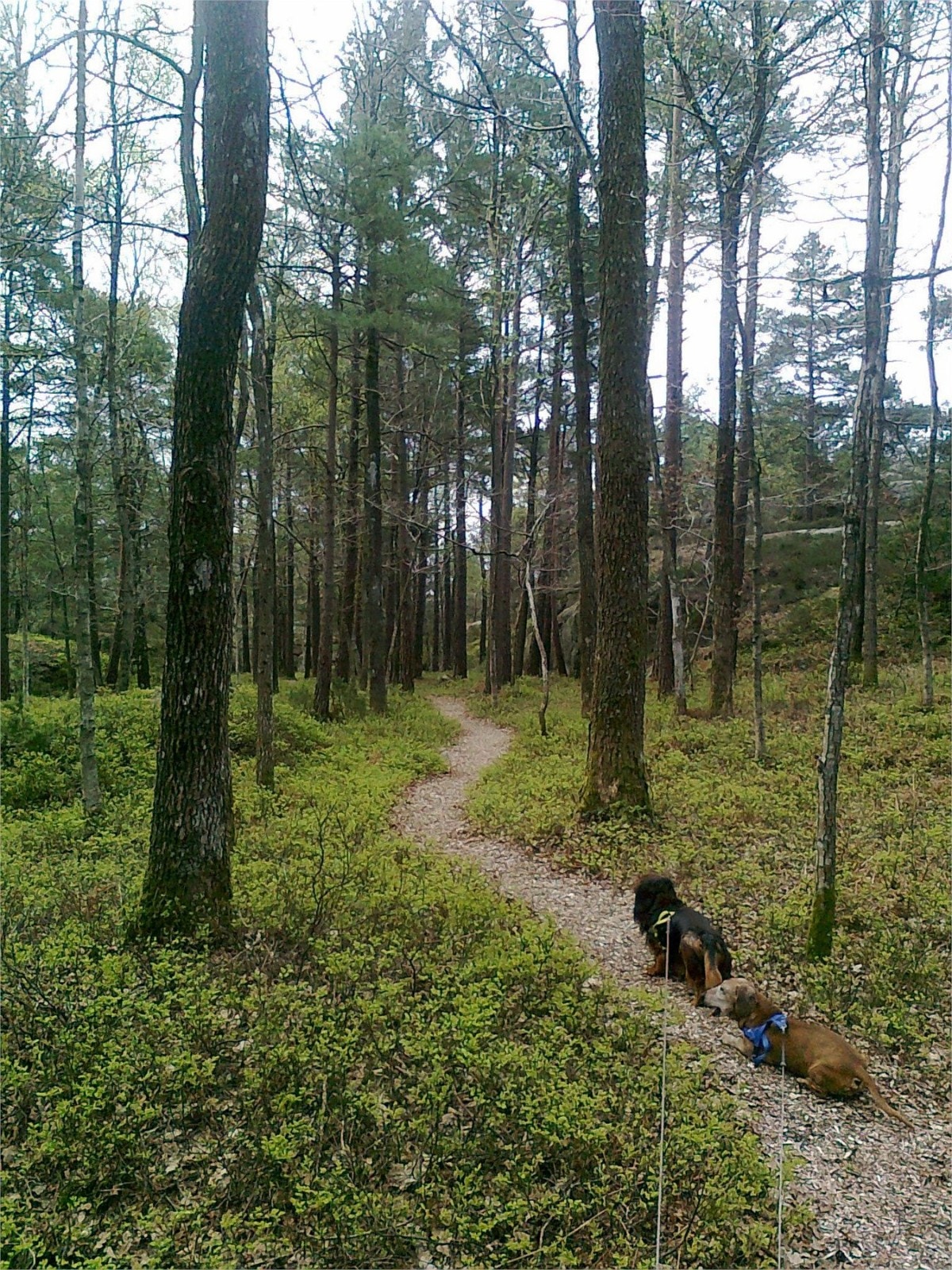 Fra tursti like ved eiendommen Galleribilde