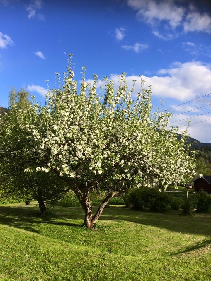 Frukthage. Galleribilde