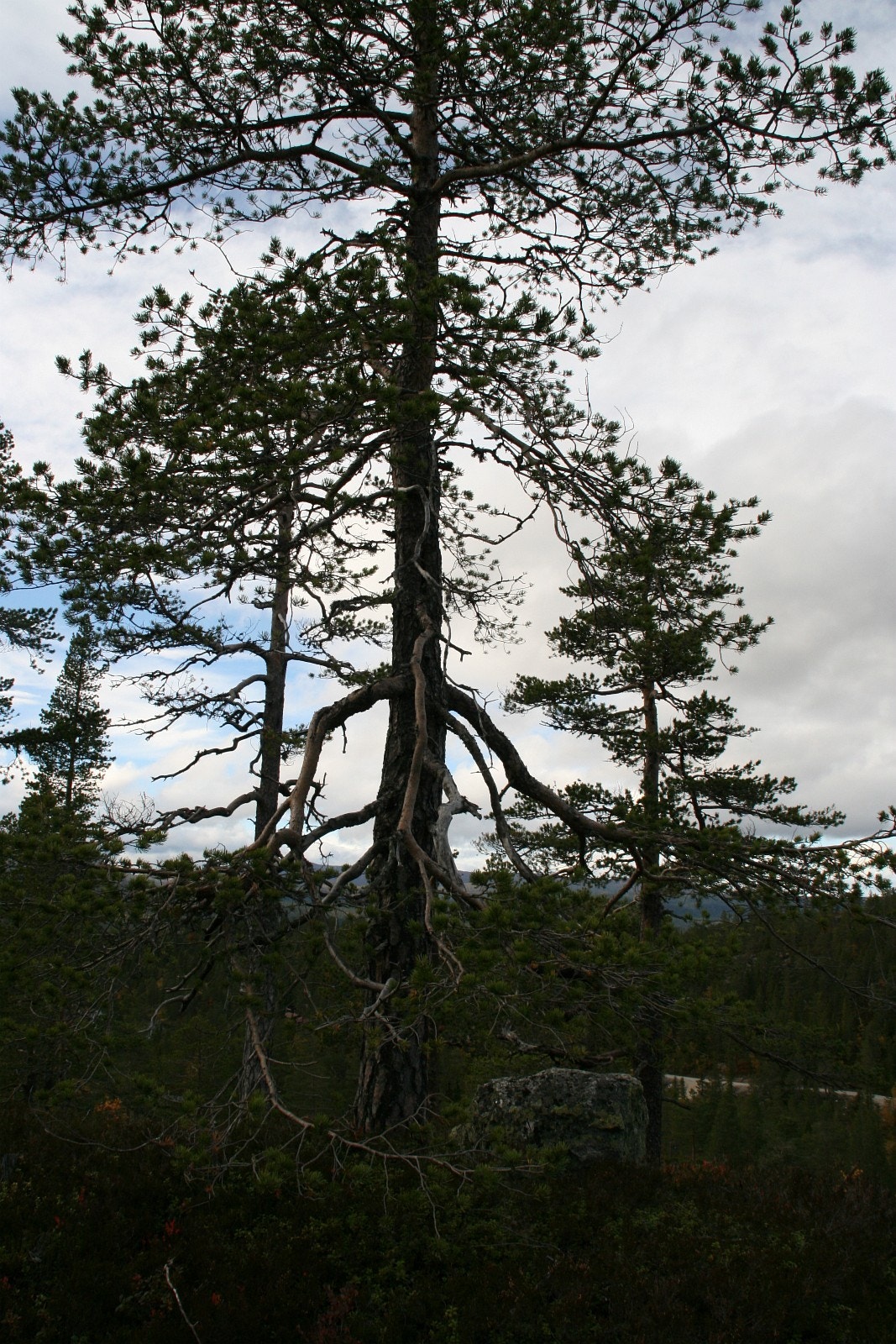 Trollskog Galleribilde