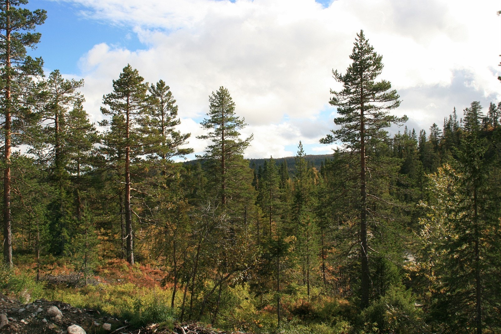 Bilde av tomten Galleribilde