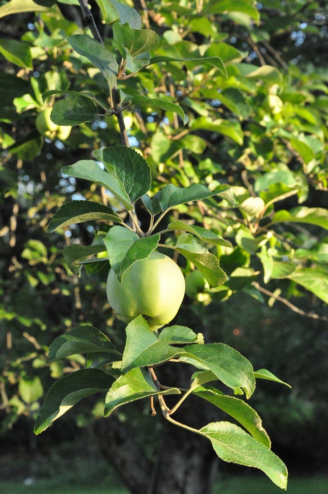 Fra frukthagen Galleribilde