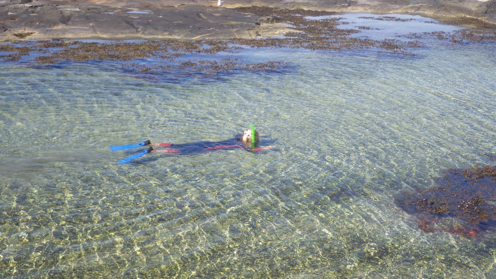 Snorkling i krystallklart vann Galleribilde